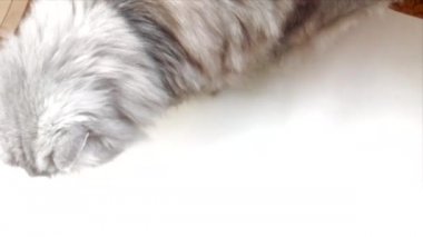 Şirin İran gümüşi çinçilya kedi cinsi. Büyük gözlü ev hayvanı portresi.