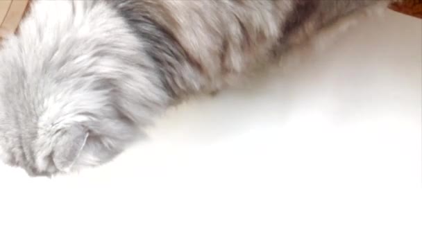 Bonito Persa Raça Gato Chinchila Prata Retrato Animal Estimação Casa — Vídeo de Stock