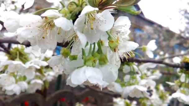 春に花を咲かせるクローズアップ桜の枝 田舎だ 古い家を背景に桜の美しい日本の木の枝 春の花 チェリーだ さくら — ストック動画