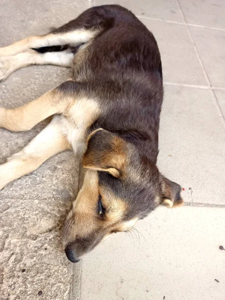Bahçe köpeği beton zeminde yatıyor. Göz hastalığı olan hasta bir köpek..