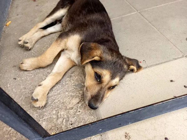Bahçe köpeği beton zeminde yatıyor. Göz hastalığı olan hasta bir köpek..
