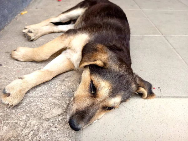 Bahçe köpeği beton zeminde yatıyor. Göz hastalığı olan hasta bir köpek..