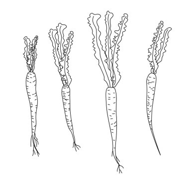 Havuçlu stilize pankart, vektör illüstrasyonu