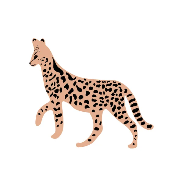 Leopárd Vagy Gepárd Egzotikus Állat — Stock Vector