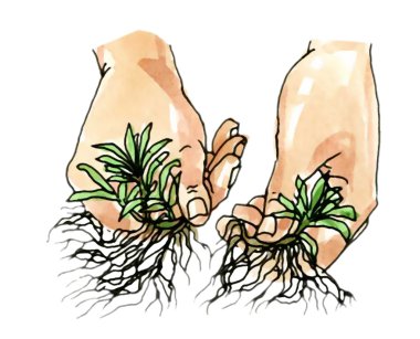 Transplant plants with developed Roots. Botany. clipart