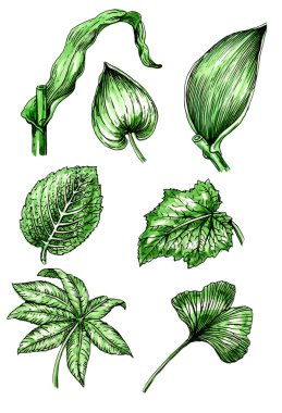 Türleri ve yaprak şekli. Botanik