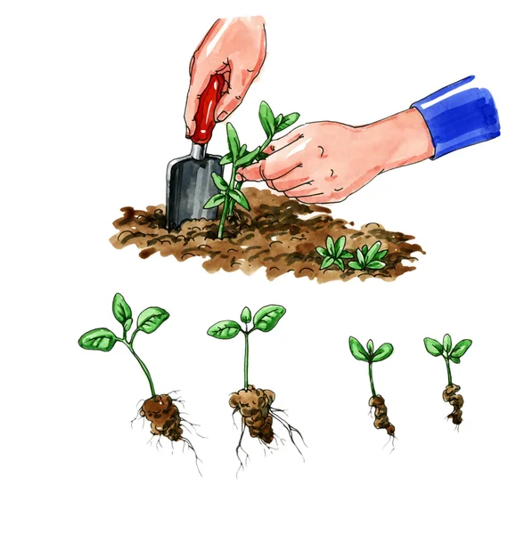 Planting seedlings. Botany — Stock Photo, Image