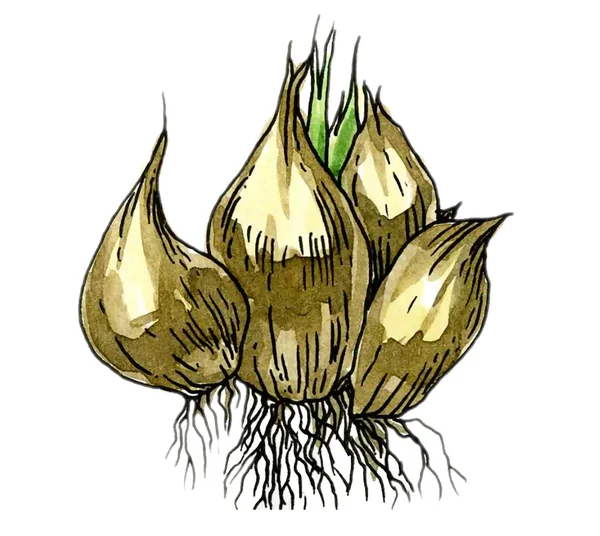 Planting garlic cloves. Botany. — Stock Photo, Image