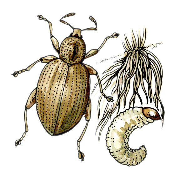 Curculionidae. ein Pflanzenschädling. Botanik — Stockfoto
