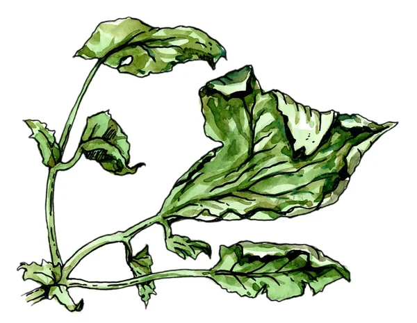 Zieke blad van een plant. Plantkunde — Stockfoto
