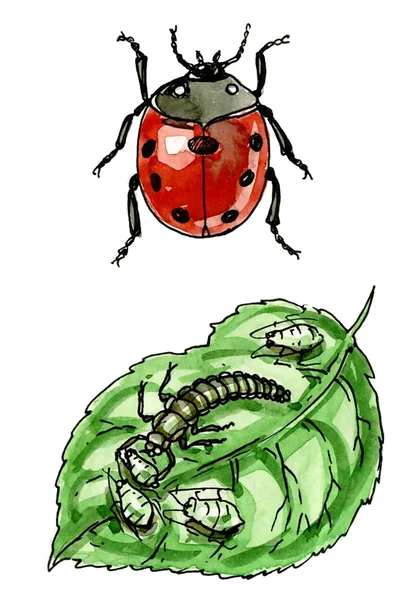 瓢虫科。植物病虫害。植物学 — 图库照片