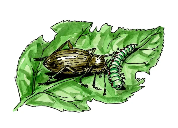 Земляной жук. Растительный вредитель. Ботаника — стоковое фото