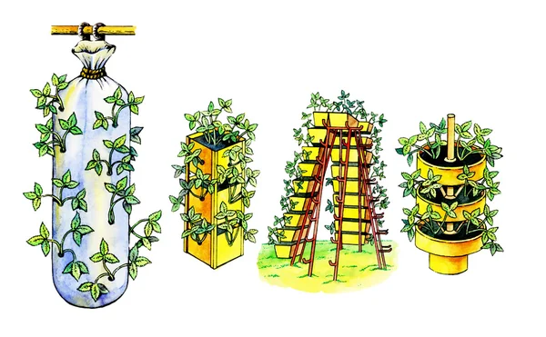 篮子里安装。植物学 — 图库照片