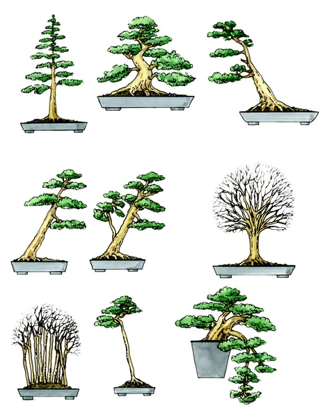 Bonsai. Plantkunde — Stockfoto