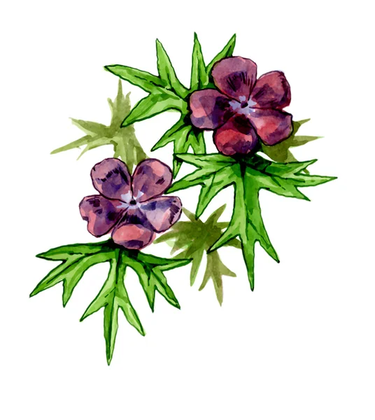 Geranium sanguineum. Botany — Stock Photo, Image