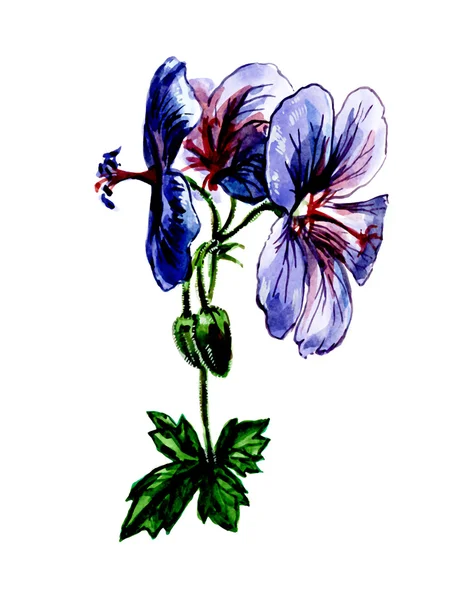 Geranium magnificum. Botany — Stock Photo, Image