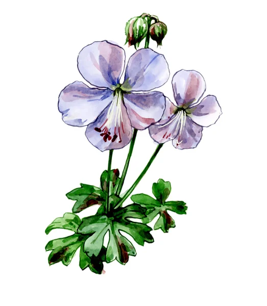 Geranium dalmaticum. Plantkunde — Stockfoto
