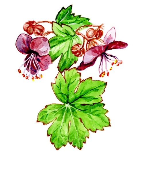 Geranien-Makrorrhizum. Botanik — Stockfoto
