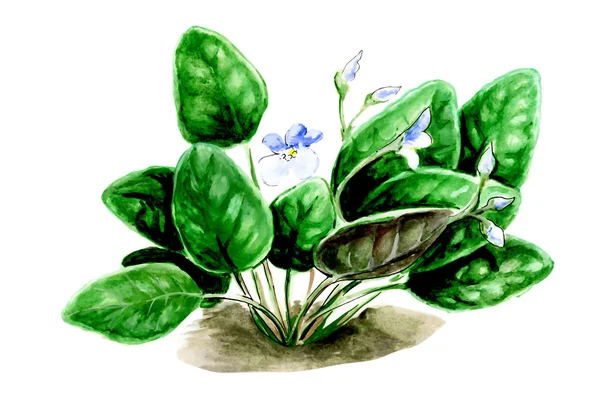 Сенполия. Ботаника — стоковое фото