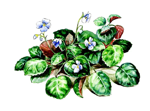 Senpolia. Botany — Stock Photo, Image