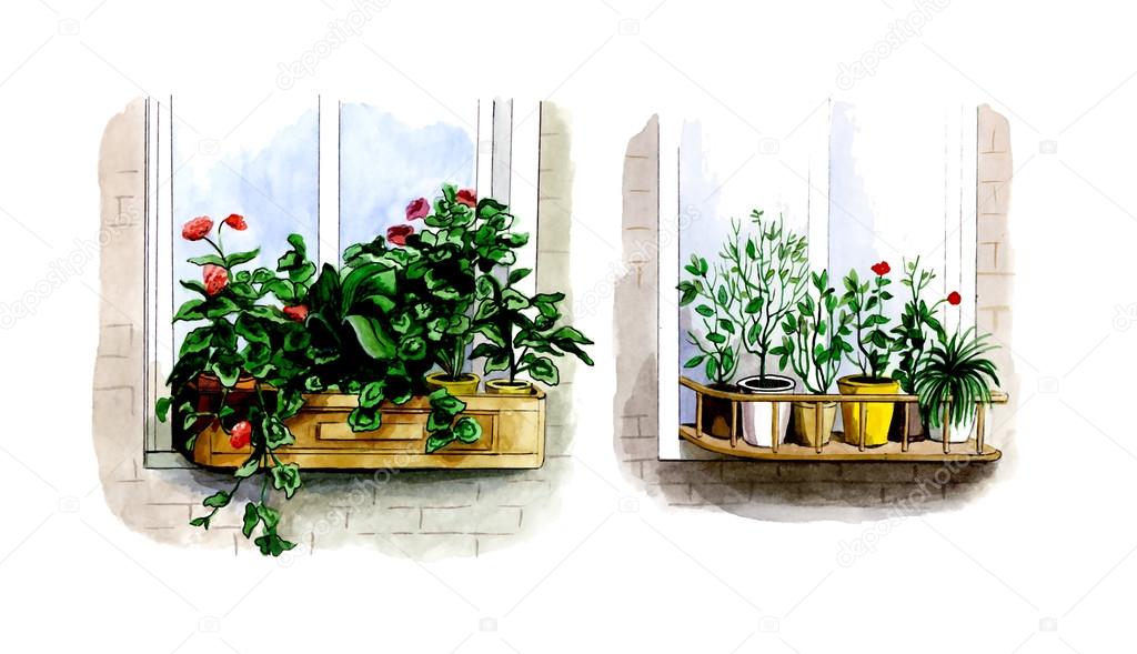 Location of indoor plants outside the window in the summer. Botany