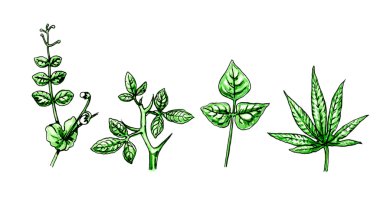 Türleri ve yaprak şekli. Botanik