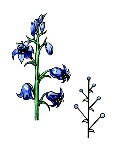 Blütenstand-Racemus. Botanik — Stockfoto