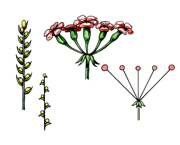 Inflorescentia ucha. Botanika — Zdjęcie stockowe