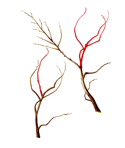 A formação do tronco da árvore jovem. Botânica — Fotografia de Stock