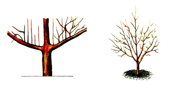 De vorming van de jonge boomstam. Plantkunde — Stockfoto