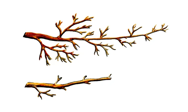 Bildandet av unga trädstammen. Botanik — Stockfoto