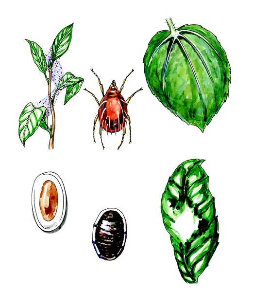 Rostlinných škůdců. Botanika — Stock fotografie