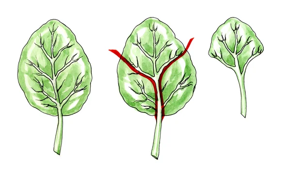 类型和叶子的形状。植物学 — 图库照片