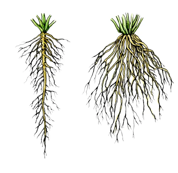 Transplant plants with developed Roots. Botany. — Stock Photo, Image