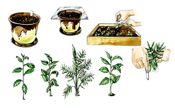 Preparation of propagule for planting. Botany. — Stock Photo, Image