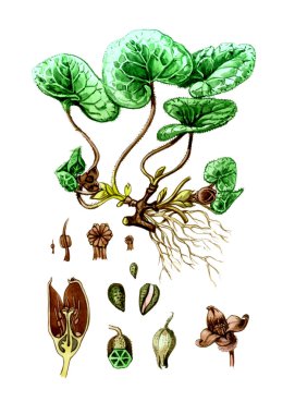 meyve ve yaprakları Avrupa düzensiz zencefil (asarum europaeum). Botanik