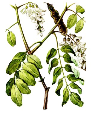 Fruits and leaves of Robinia (Robinia pseudoacacia). Botany clipart