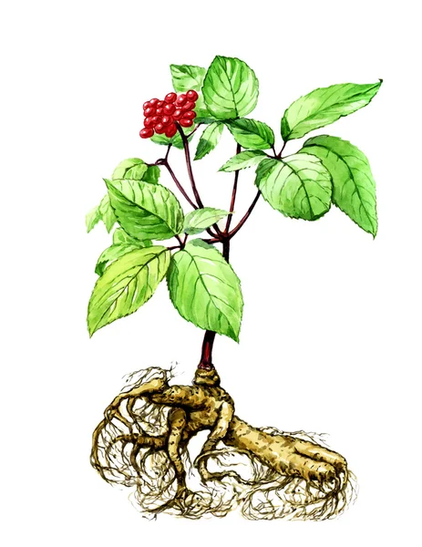 Frutas e folhas de ginseng. Botânica — Fotografia de Stock