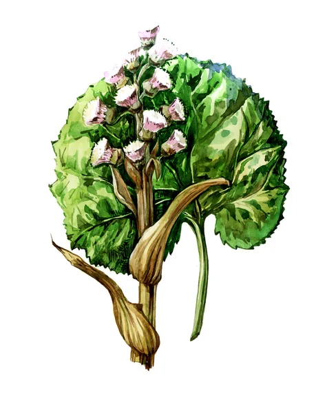 Früchte und Blätter des Schmetterlings (Petasites hybridus). Botanik — Stockfoto
