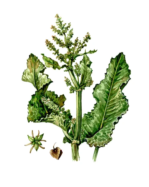 Früchte und Blätter des Sauerampfers (Rumex). Botanik — Stockfoto