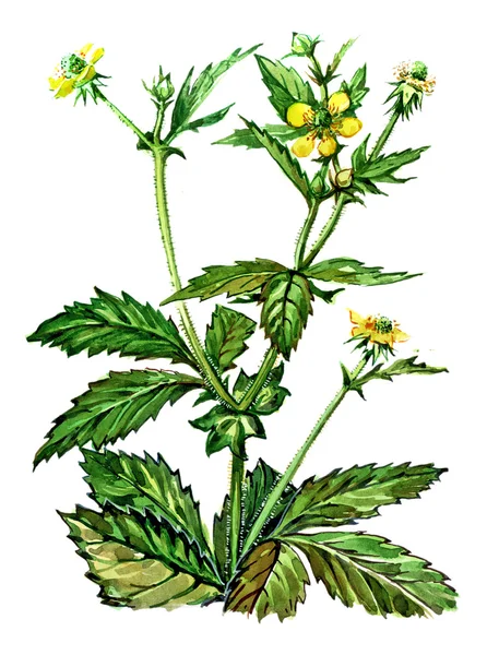 Fruits and leaves of avens (Geum urbanum). Botany — Stock Photo, Image