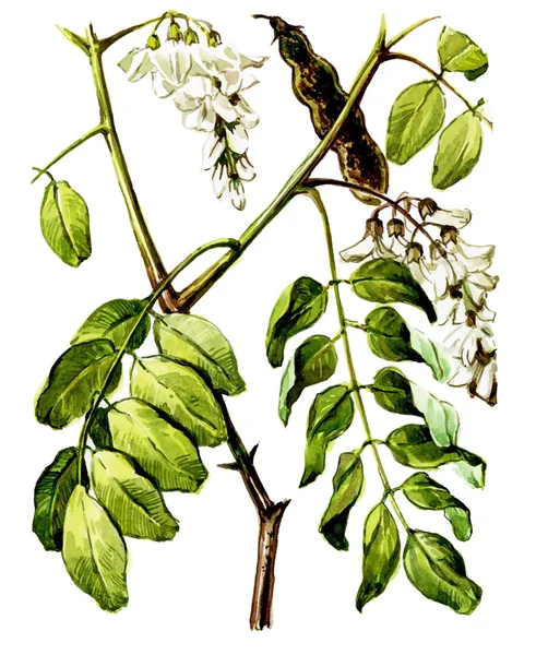 Fructe și frunze de Robinia (Robinia pseudoacacacacia). Botanica — Fotografie, imagine de stoc