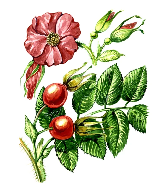 Frutti e foglie di rosa selvatica. botanica — Foto Stock