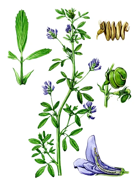 Vruchten en bladeren van medicago. plantkunde — Stockfoto