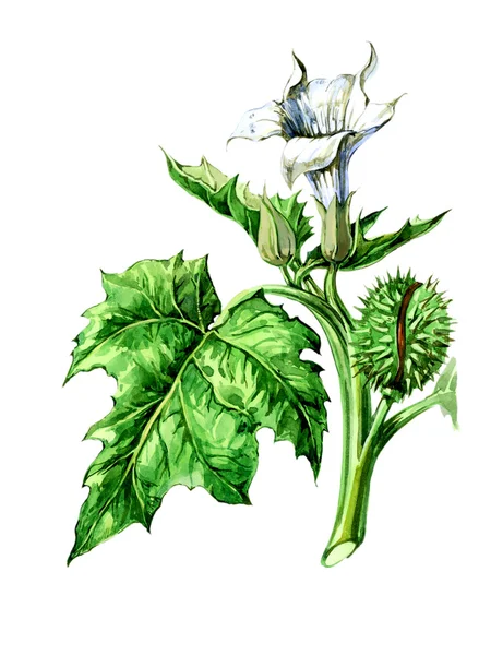 Vruchten en bladeren van datura stramonium. plantkunde — Stockfoto
