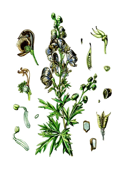 Φρούτα και τα φύλλα του aconitum napellus. βοτανική — Φωτογραφία Αρχείου