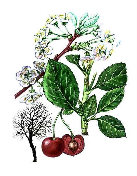 水果和树叶的組。植物学 — 图库照片