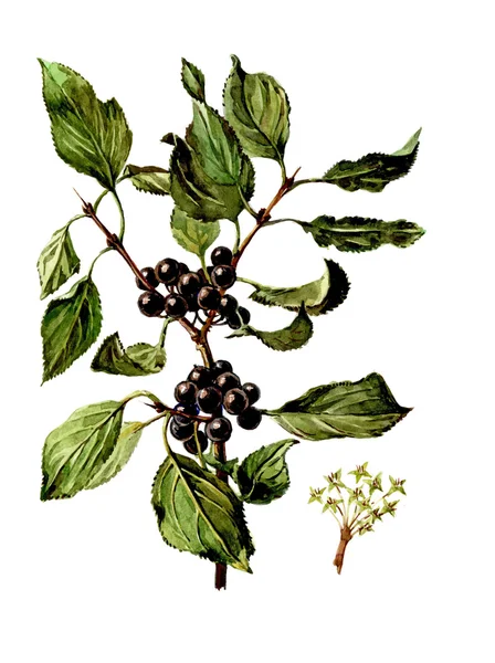 Frutta e foglie di Rhamnus. Botanica — Foto Stock