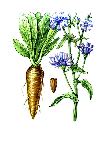 Früchte und Blätter von Chicorée (Cichorium). Botanik — Stockfoto