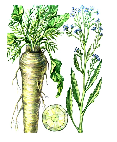 Fructe și frunze de hrean (Armoracia). Botanica — Fotografie, imagine de stoc